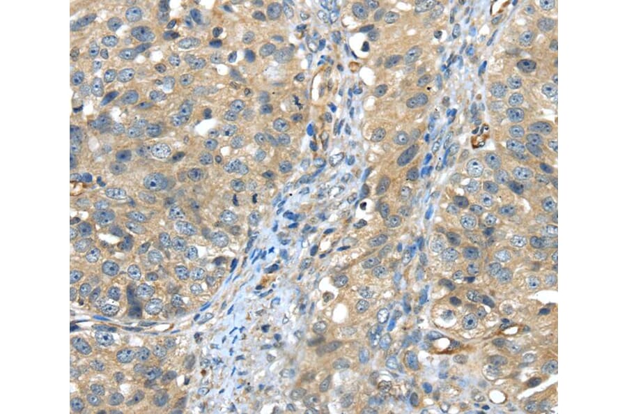 Immunohistochemistry - ISM2 Antibody from Signalway Antibody (40246) - Antibodies.com