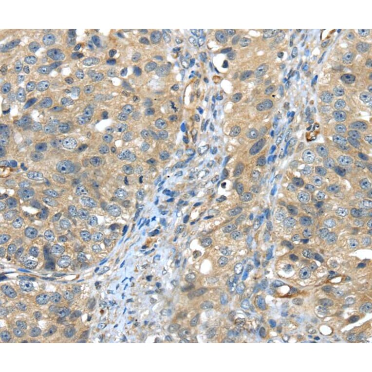 Immunohistochemistry - ISM2 Antibody from Signalway Antibody (40246) - Antibodies.com