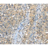 Immunohistochemistry - ISM2 Antibody from Signalway Antibody (40246) - Antibodies.com