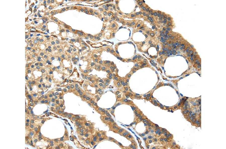 Immunohistochemistry - ISM2 Antibody from Signalway Antibody (40246) - Antibodies.com