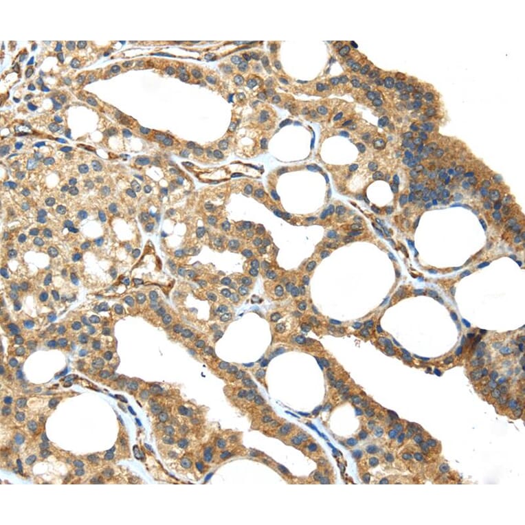 Immunohistochemistry - ISM2 Antibody from Signalway Antibody (40246) - Antibodies.com