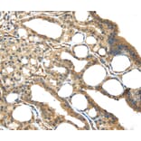 Immunohistochemistry - ISM2 Antibody from Signalway Antibody (40246) - Antibodies.com