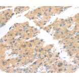 Immunohistochemistry - TNK1 Antibody from Signalway Antibody (40259) - Antibodies.com