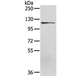 UBA1 Antibody from Signalway Antibody (40277) - Antibodies.com