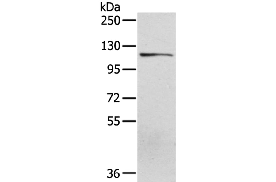 UBA1 Antibody from Signalway Antibody (40277) - Antibodies.com