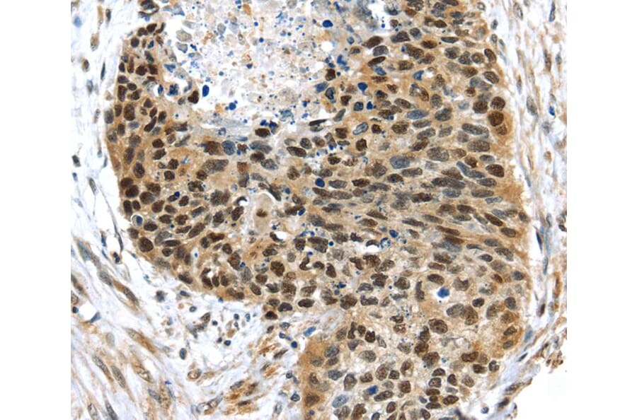 Immunohistochemistry - UBA1 Antibody from Signalway Antibody (40277) - Antibodies.com