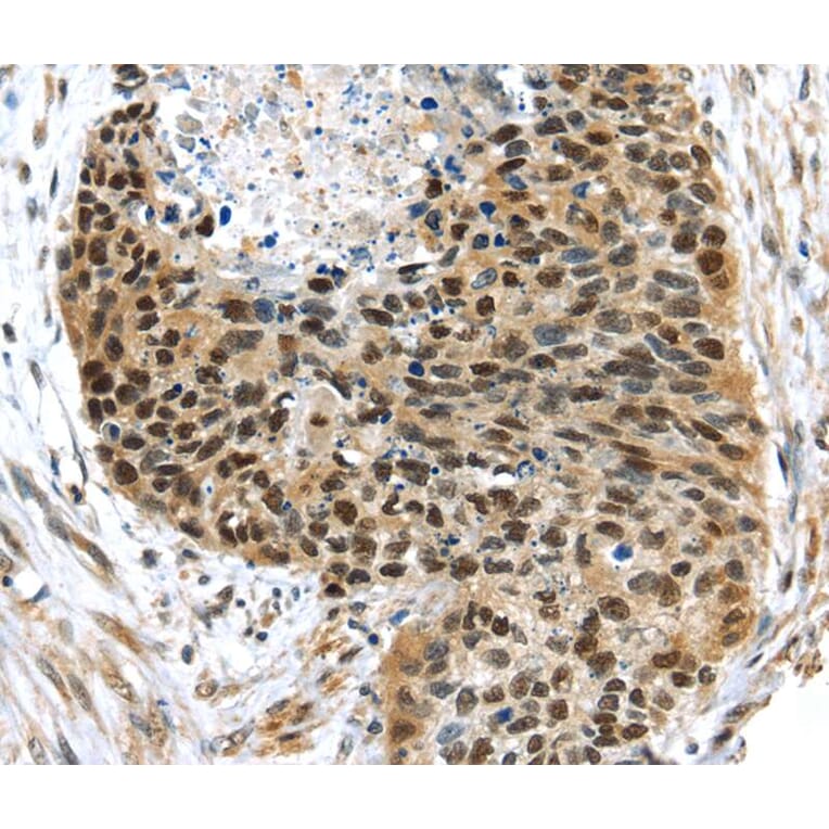 Immunohistochemistry - UBA1 Antibody from Signalway Antibody (40277) - Antibodies.com