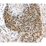 Immunohistochemistry - UBA1 Antibody from Signalway Antibody (40277) - Antibodies.com