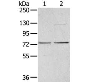 UBTF Antibody from Signalway Antibody (40278) - Antibodies.com