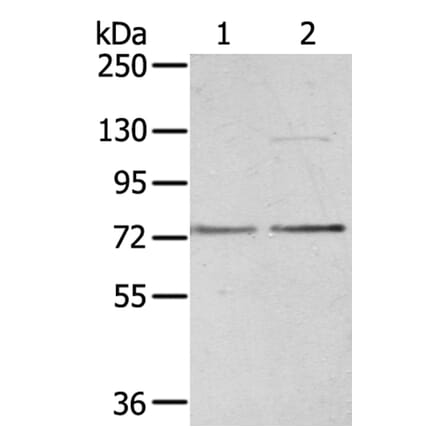 UBTF Antibody from Signalway Antibody (40278) - Antibodies.com