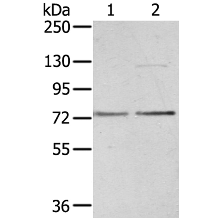 UBTF Antibody from Signalway Antibody (40278) - Antibodies.com