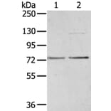 UBTF Antibody from Signalway Antibody (40278) - Antibodies.com