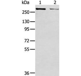 WNK2 Antibody from Signalway Antibody (40302) - Antibodies.com