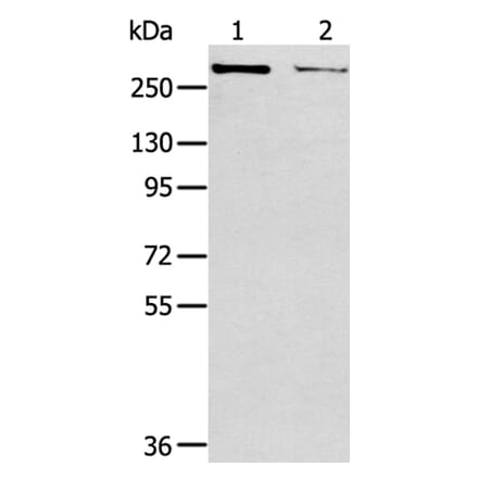 WNK2 Antibody from Signalway Antibody (40302) - Antibodies.com