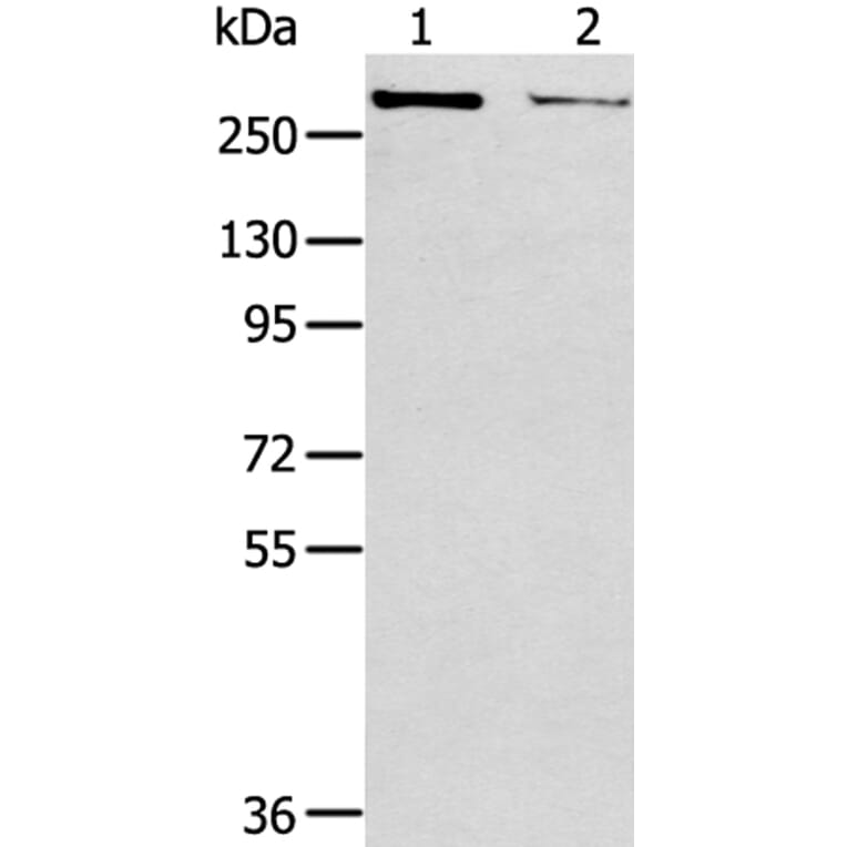 WNK2 Antibody from Signalway Antibody (40302) - Antibodies.com