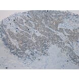 Immunohistochemistry - WNK2 Antibody from Signalway Antibody (40302) - Antibodies.com