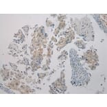 Immunohistochemistry - WNK2 Antibody from Signalway Antibody (40302) - Antibodies.com