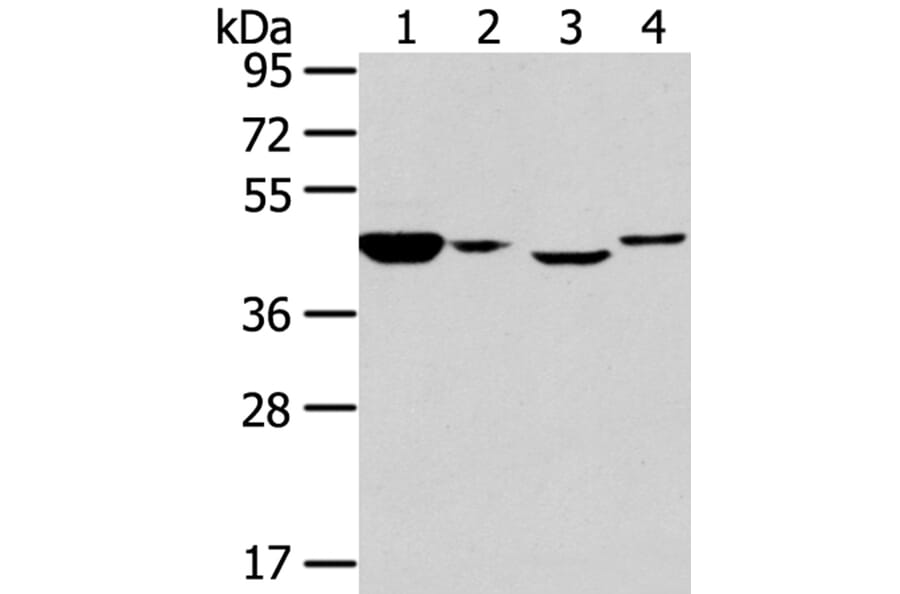 CHGA Antibody from Signalway Antibody (40307) - Antibodies.com