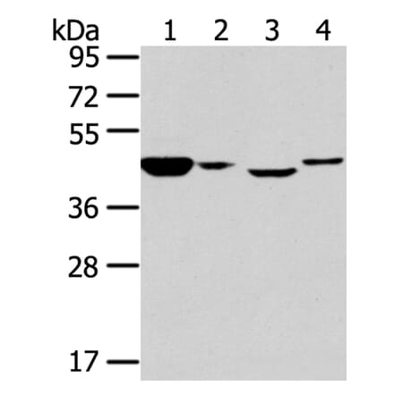 CHGA Antibody from Signalway Antibody (40307) - Antibodies.com