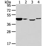 CHGA Antibody from Signalway Antibody (40307) - Antibodies.com