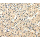 Immunohistochemistry - CHGA Antibody from Signalway Antibody (40307) - Antibodies.com