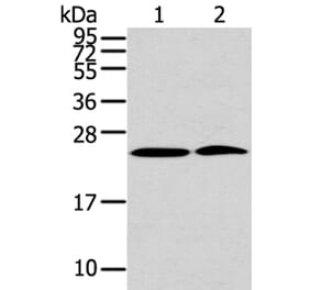 PDPN Antibody from Signalway Antibody (40308) - Antibodies.com