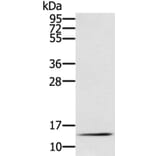 RNF7 Antibody from Signalway Antibody (40323) - Antibodies.com
