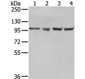 TPX2 Antibody from Signalway Antibody (40347) - Antibodies.com