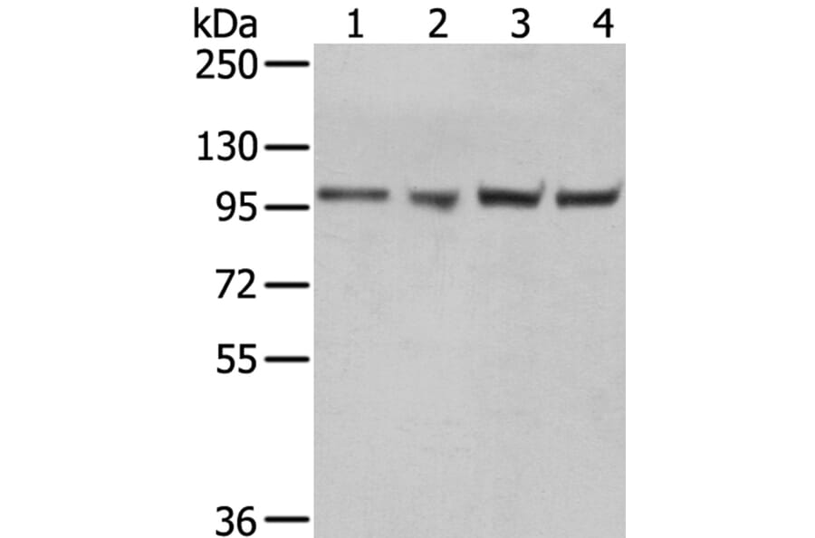 TPX2 Antibody from Signalway Antibody (40347) - Antibodies.com