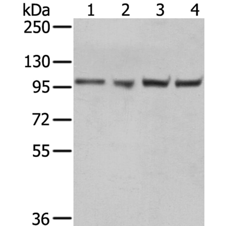 TPX2 Antibody from Signalway Antibody (40347) - Antibodies.com