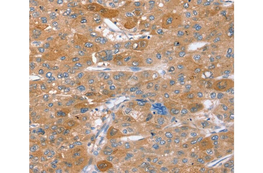 Immunohistochemistry - STX2 Antibody from Signalway Antibody (40378) - Antibodies.com