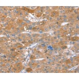 Immunohistochemistry - STX2 Antibody from Signalway Antibody (40378) - Antibodies.com