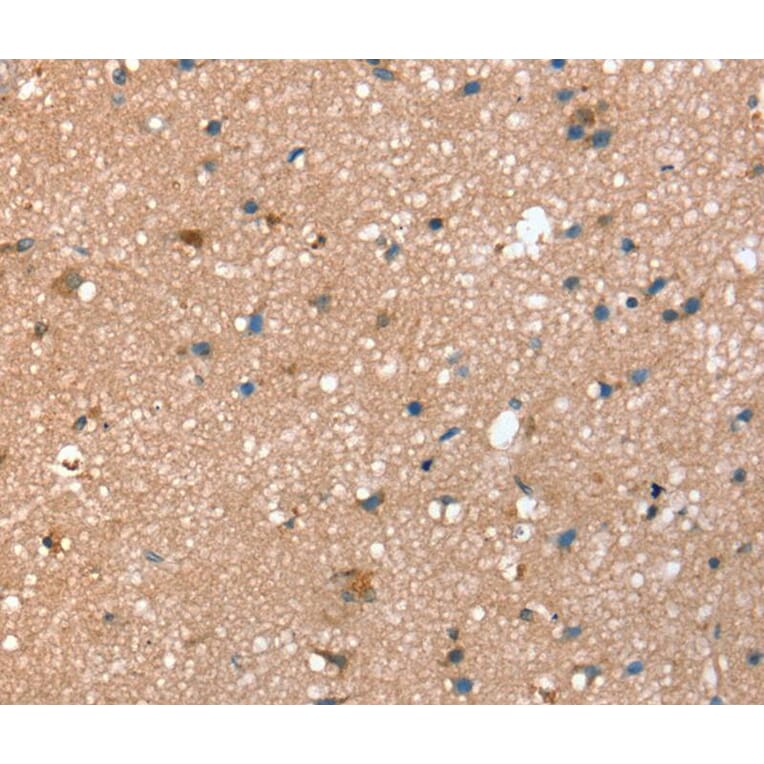 Immunohistochemistry - STX2 Antibody from Signalway Antibody (40378) - Antibodies.com