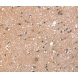Immunohistochemistry - STX2 Antibody from Signalway Antibody (40378) - Antibodies.com