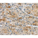 Immunohistochemistry - UPP2 Antibody from Signalway Antibody (40400) - Antibodies.com