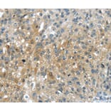 Immunohistochemistry - UPP2 Antibody from Signalway Antibody (40400) - Antibodies.com