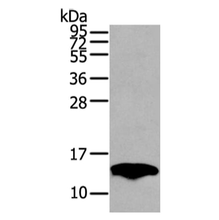 PMP2 Antibody from Signalway Antibody (42723) - Antibodies.com