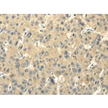 Immunohistochemistry - PMP2 Antibody from Signalway Antibody (42723) - Antibodies.com