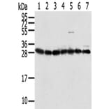 RPS3 Antibody from Signalway Antibody (42744) - Antibodies.com