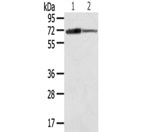 SDHA Antibody from Signalway Antibody (42746) - Antibodies.com
