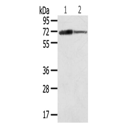SDHA Antibody from Signalway Antibody (42746) - Antibodies.com