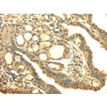 Immunohistochemistry - SDHA Antibody from Signalway Antibody (42746) - Antibodies.com