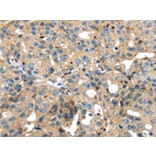 Immunohistochemistry - SRPX Antibody from Signalway Antibody (42756) - Antibodies.com