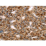 Immunohistochemistry - SKIL Antibody from Signalway Antibody (42764) - Antibodies.com