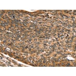 Immunohistochemistry - SKIL Antibody from Signalway Antibody (42764) - Antibodies.com