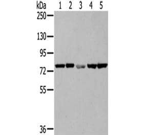 TGM5 Antibody from Signalway Antibody (42785) - Antibodies.com