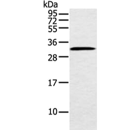MED6 Antibody from Signalway Antibody (42787) - Antibodies.com