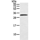 MED6 Antibody from Signalway Antibody (42787) - Antibodies.com