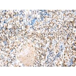 Immunohistochemistry - MED6 Antibody from Signalway Antibody (42787) - Antibodies.com