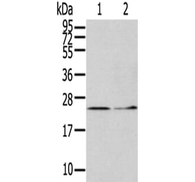 ITPA Antibody from Signalway Antibody (42788) - Antibodies.com